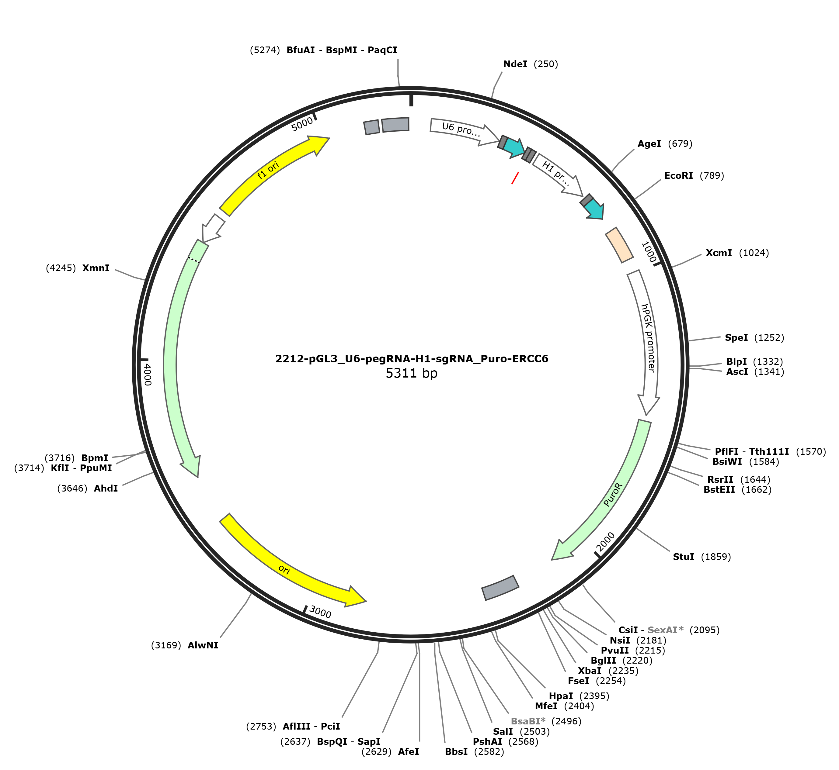 pU6-ERCC6-PegRNA-H1-Nicking sgRNA载体图谱.png